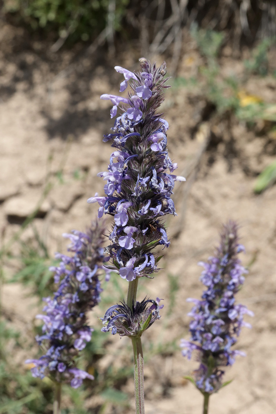 Изображение особи Nepeta podostachys.