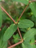 род Euphorbia