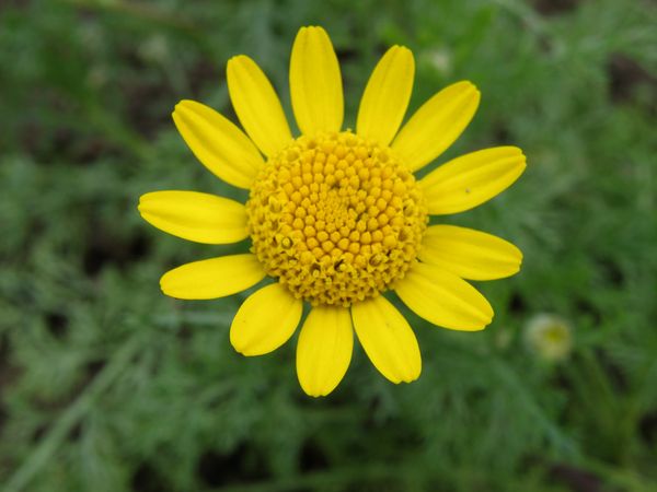 Image of Anacyclus radiatus specimen.