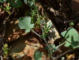 Rumex scutatus. Лист. Турция, ил Артвин, р-н Юсуфели, 450 м ниже дер. Гюльпынар, выс. 1520 м н.у.м., каменистый склон. 13 июня 2026 г.