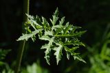 Heracleum sibiricum. Верхний стеблевой лист с паутинкой. Беларусь, Витебская обл., окр. дер. Местечко, мыс на побережье оз. Езерище, разнотравно-злаковый суходольный луг. 18.07.2026.