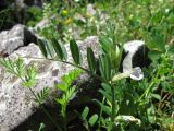 Vicia cordata. Верхняя часть цветущего растения (гипохромная форма). Южный Берег Крыма, окр. пгт Симеиз. 18 мая 2011 г.