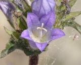 Campanula lingulata