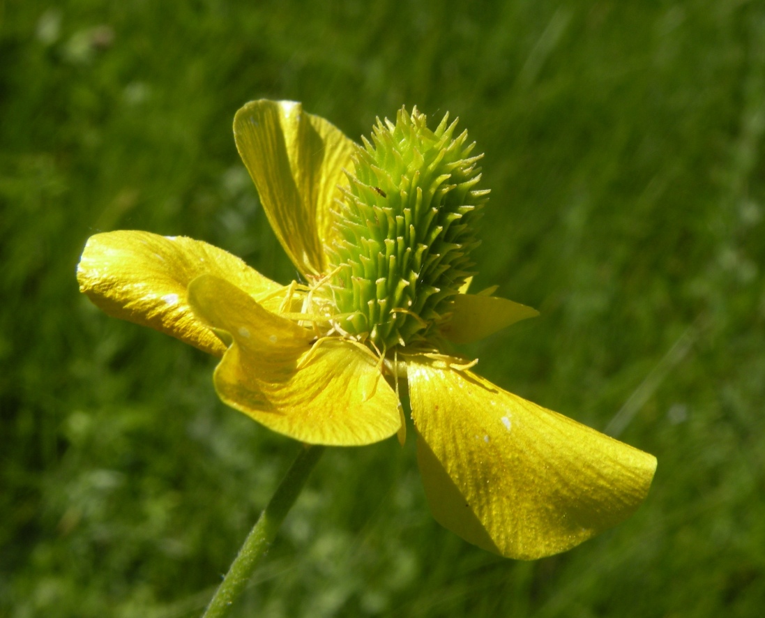 Изображение особи Ranunculus illyricus.