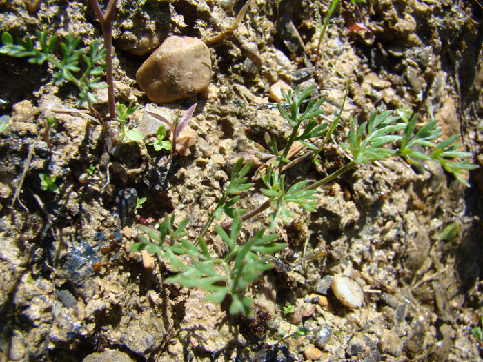 Image of Bunium sary-cheleki specimen.