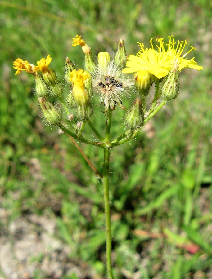 Image of genus Pilosella specimen.