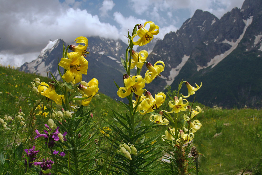 Изображение особи Lilium kesselringianum.