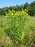 Solidago canadensis