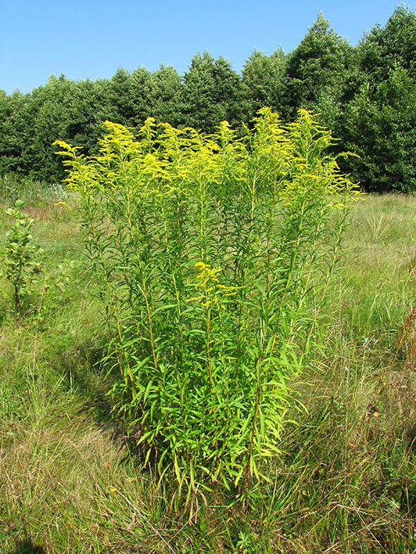 Image of Solidago canadensis specimen.