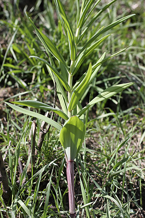 Изображение особи Polygonatum sewerzowii.