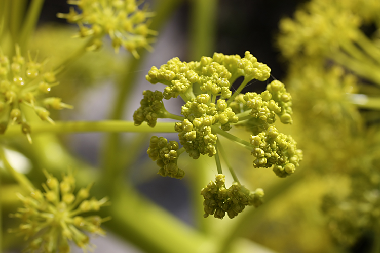 Изображение особи Ferula tadshikorum.