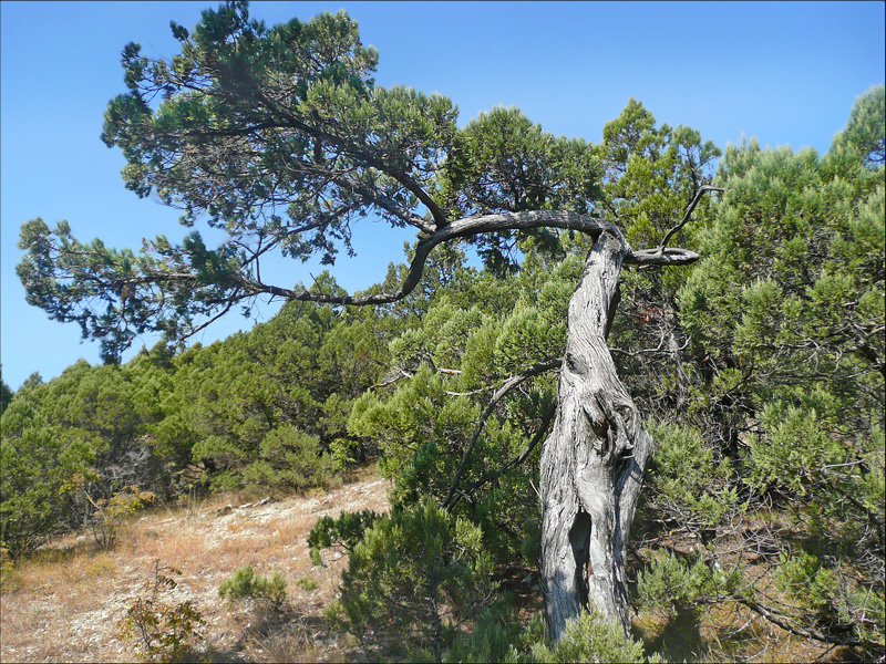 Image of Juniperus excelsa specimen.