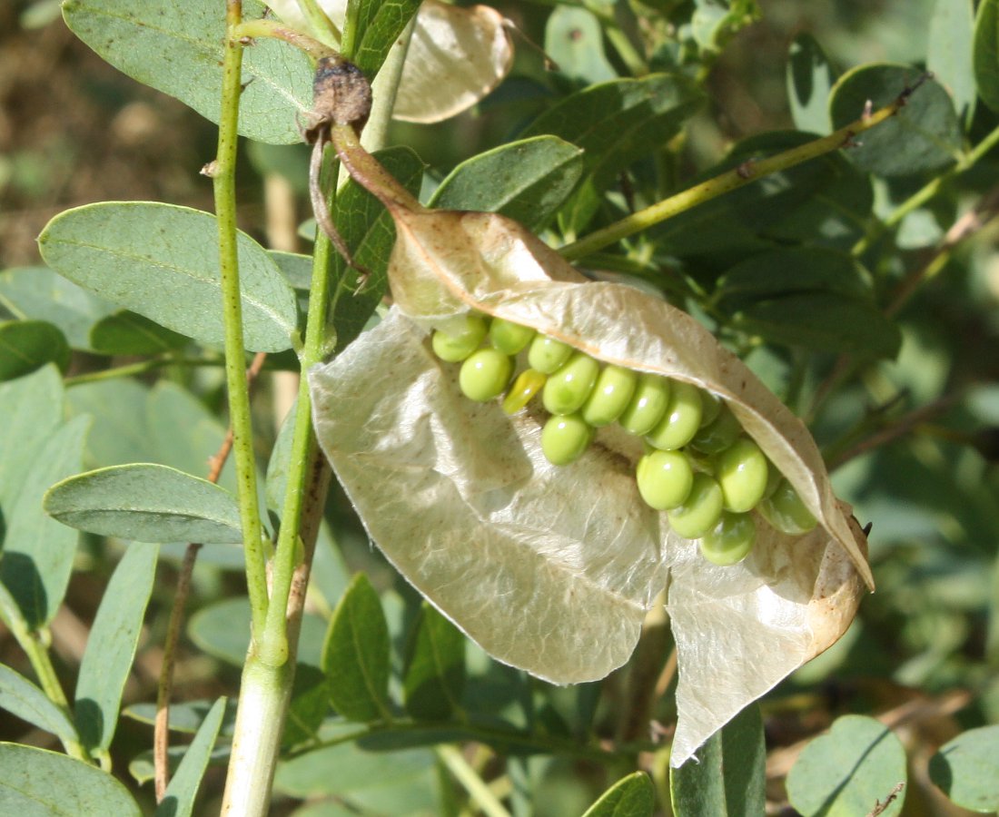 Image of Colutea cilicica specimen.