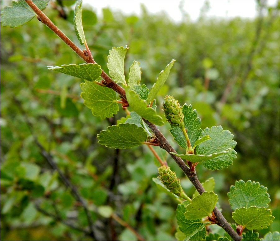 Image of Betula nana specimen.