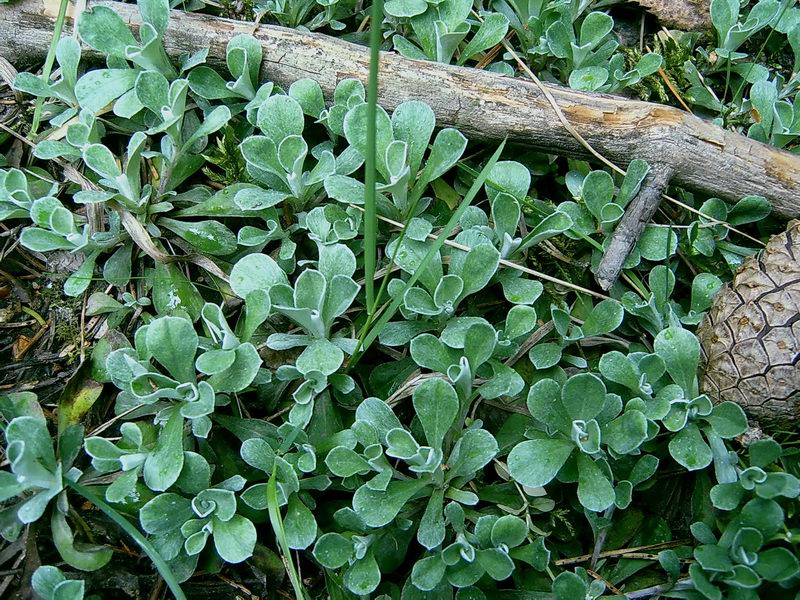 Image of Antennaria dioica specimen.