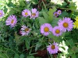 Erigeron venustus