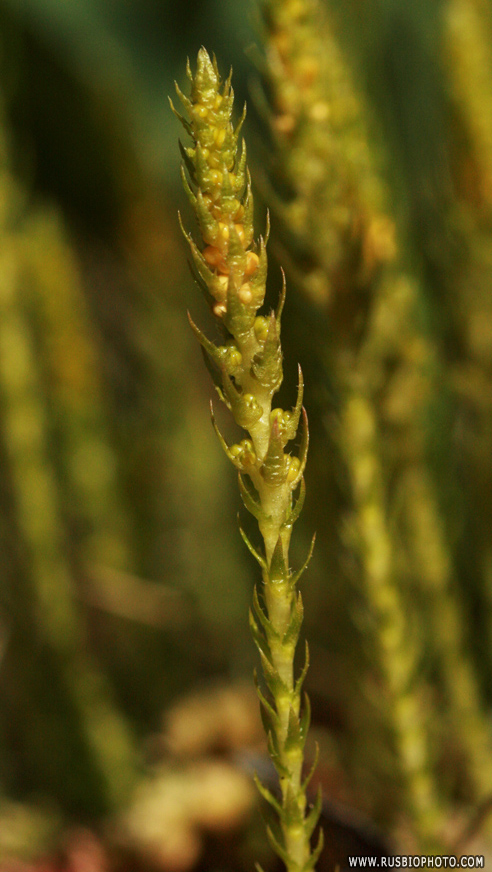 Image of Selaginella selaginoides specimen.