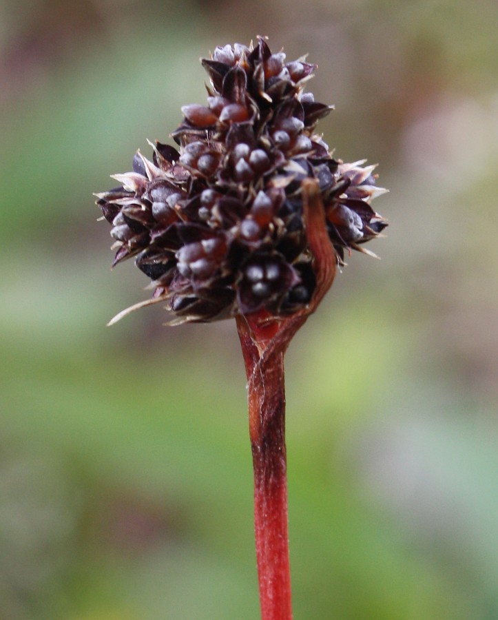 Image of Luzula sudetica specimen.