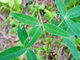 Trifolium montanum