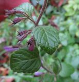 Clinopodium menthifolium