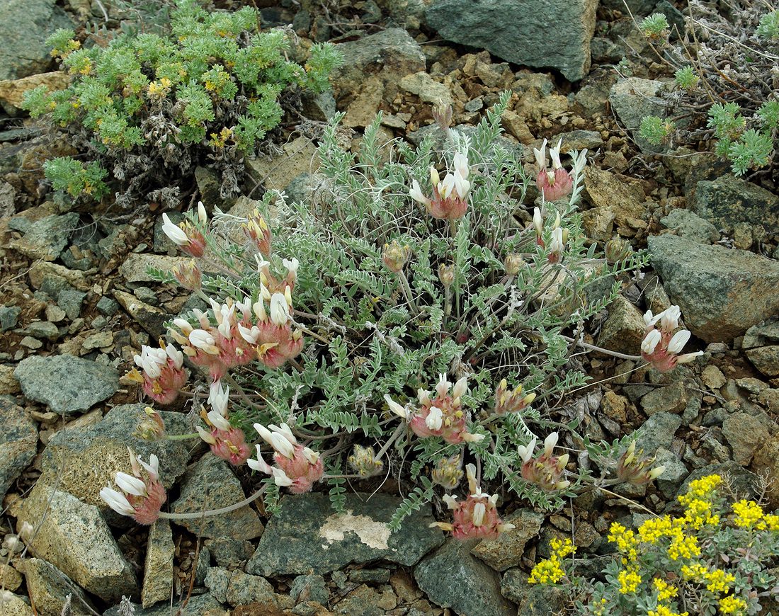 Изображение особи Astragalus arkalycensis.