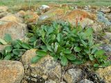 Salix arctica. Плодоносящее растение. Полярный Урал, долина Кершора. 03.08.2011.