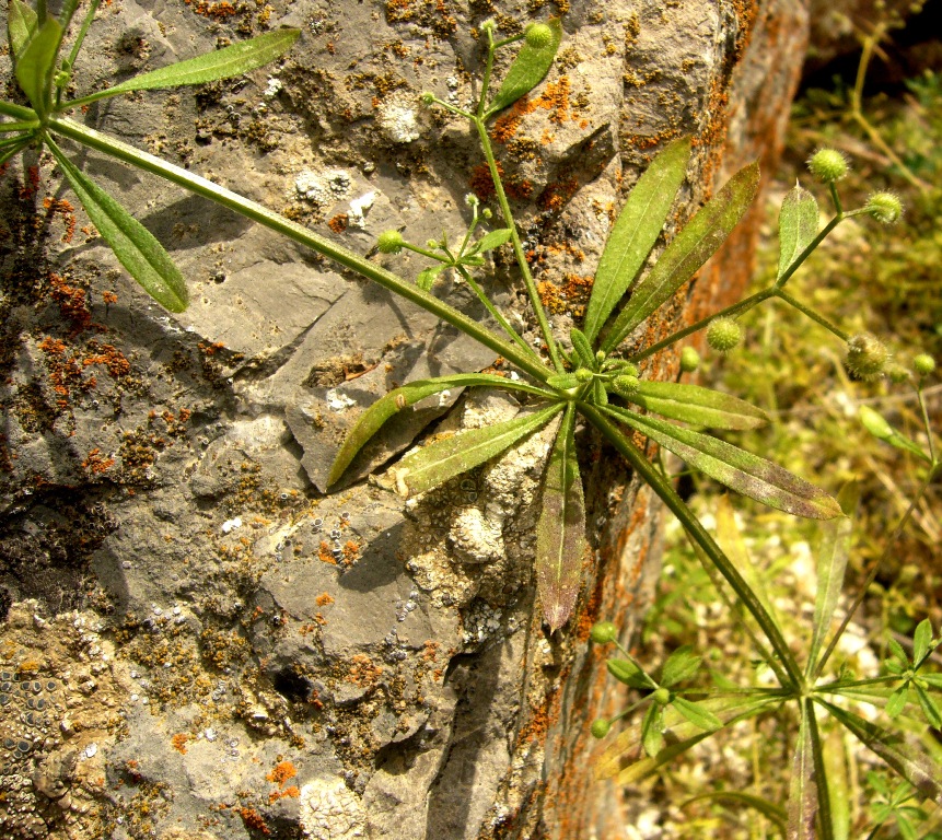 Изображение особи Galium aparine.