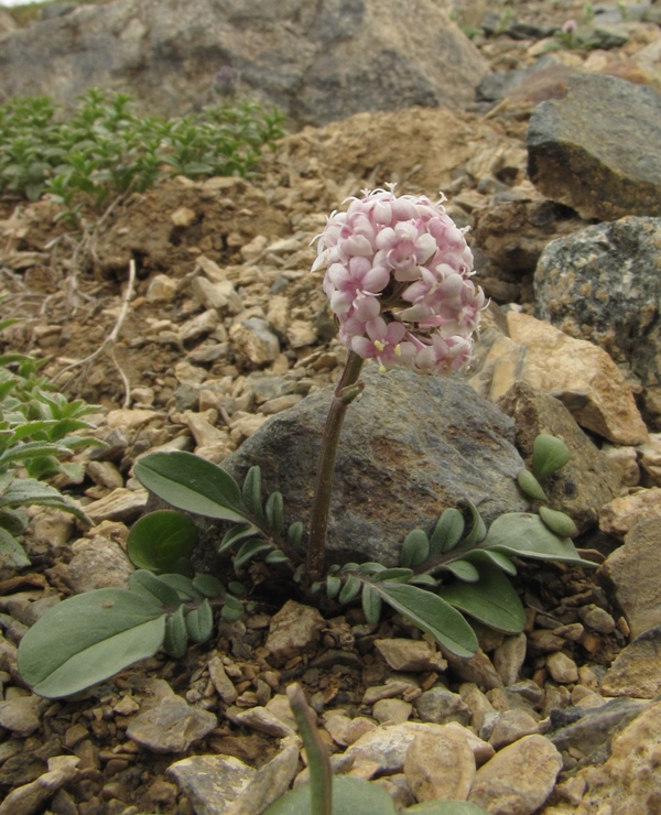 Изображение особи Valeriana petrophila.