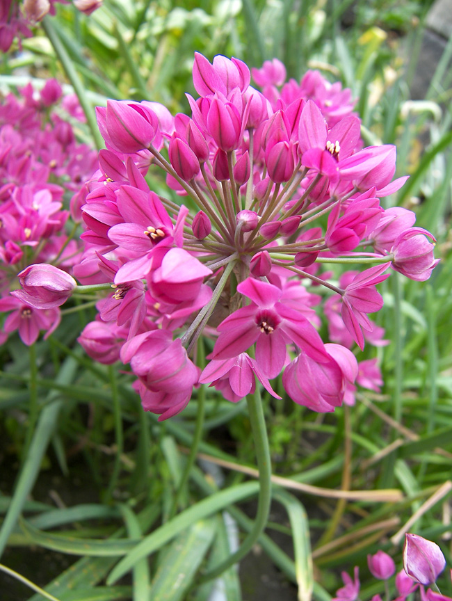 Изображение особи Allium oreophilum.