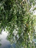 Salix × fragilis. Ветви. Астраханская обл., Камызякский р-н, с. Каралат, берег р. Табола. 10.08.2011.