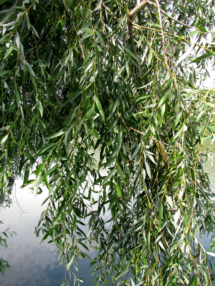 Изображение особи Salix &times; fragilis.