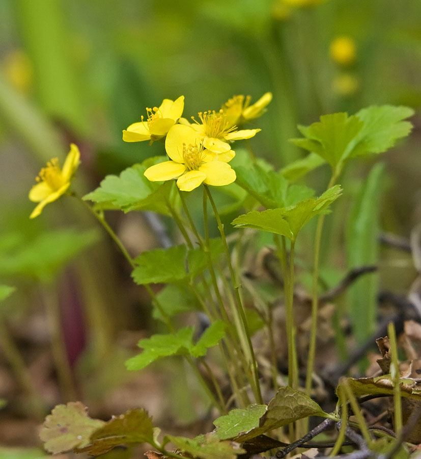 Image of Waldsteinia ternata ssp. maximowicziana specimen.