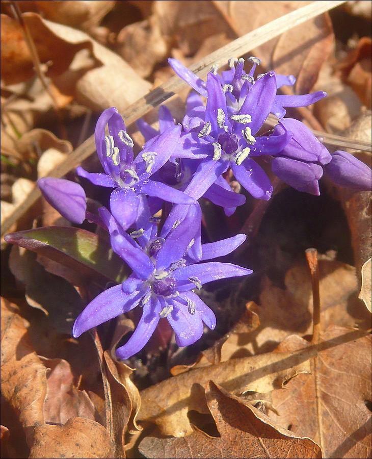 Изображение особи Scilla bifolia.