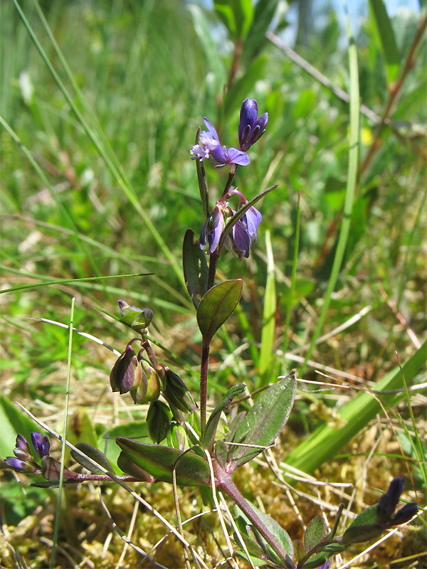 Image of Polygala serpyllifolia specimen.