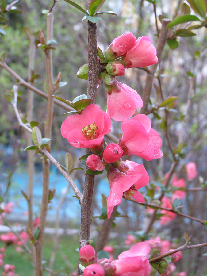 Изображение особи Chaenomeles japonica.