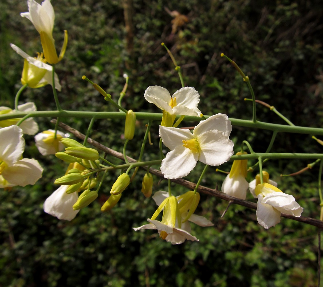 Image of Brassica oleracea var. gemmifera specimen.