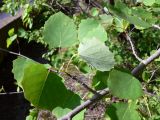 Populus tremula