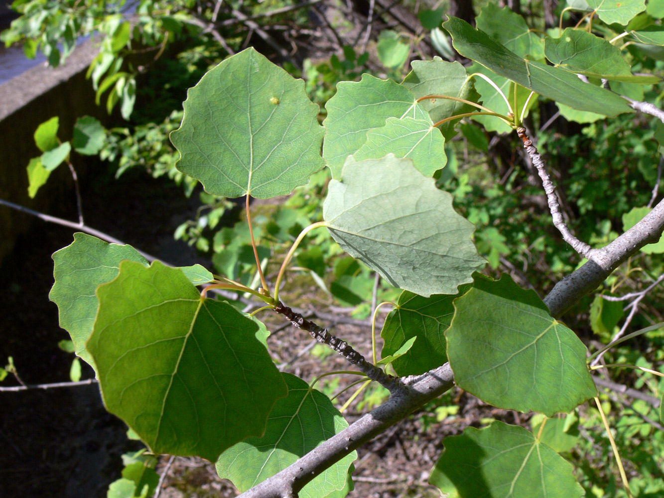 Image of Populus tremula specimen.