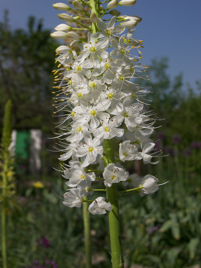 Image of Eremurus himalaicus specimen.