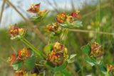 Euphorbia subcordata