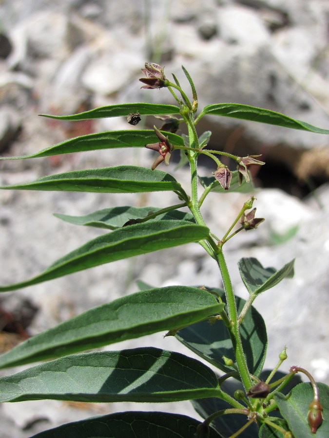 Image of Vincetoxicum fuscatum specimen.