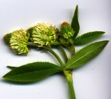 Trifolium montanum