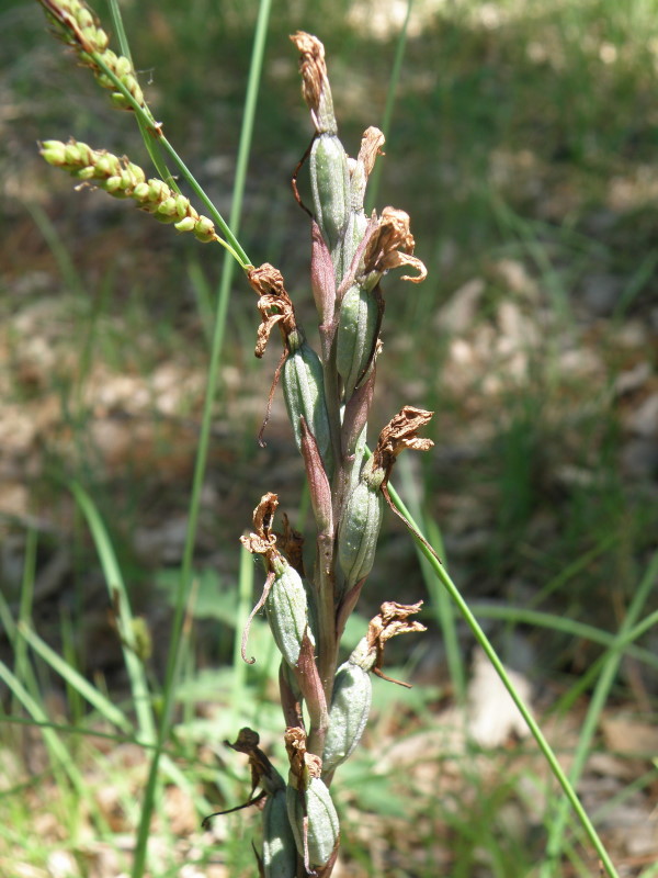 Image of Limodorum abortivum specimen.