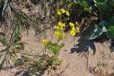 Senecio vernalis. Цветущее растение на ракушечном пляже. Крым, Керченский п-ов, Приазовье, Караларская степь, Генеральские пляжи. 08.06.2012.