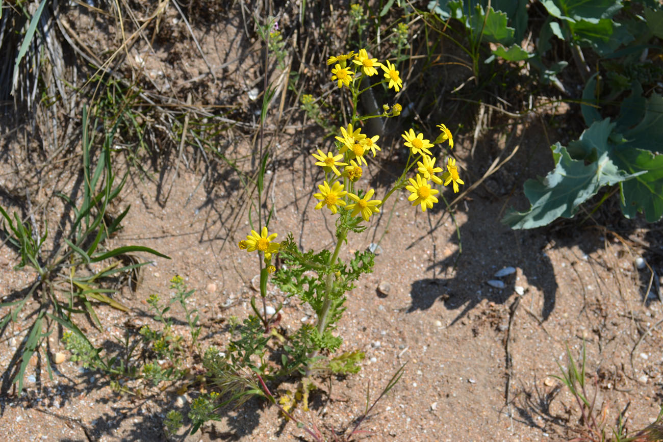 Image of Senecio vernalis specimen.
