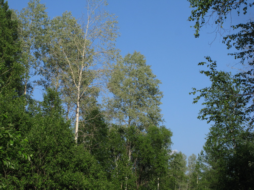 Изображение особи Populus tremula.