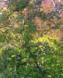 Fagus sylvatica