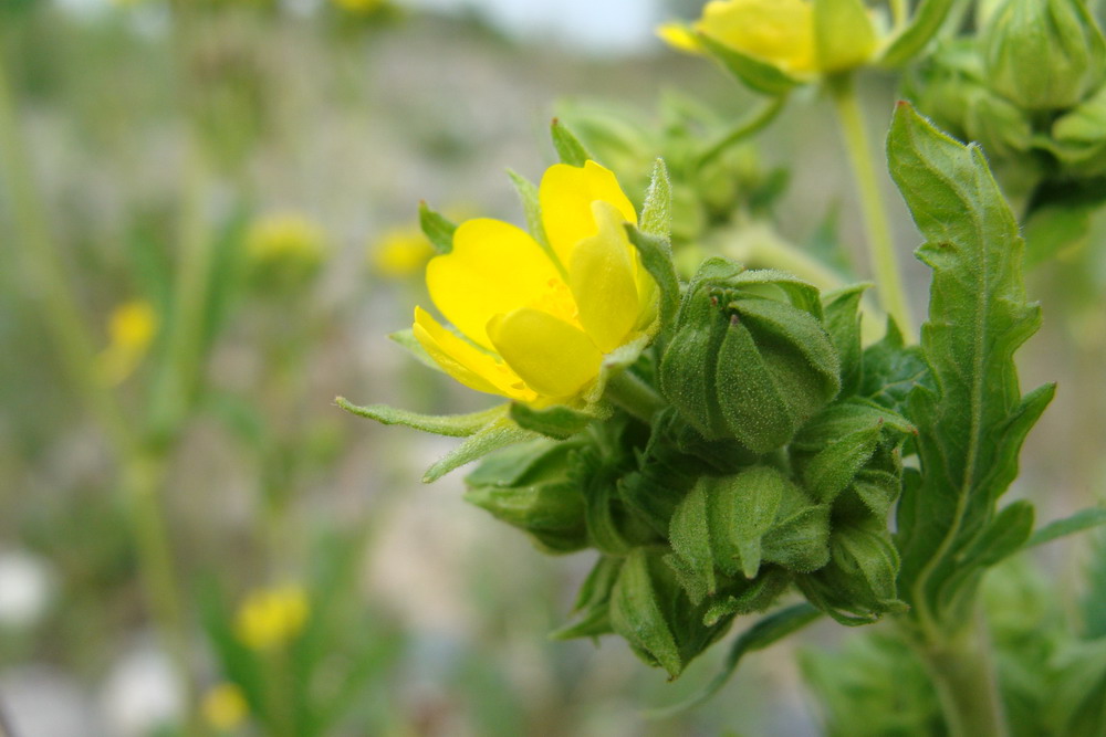 Image of Potentilla longifolia specimen.