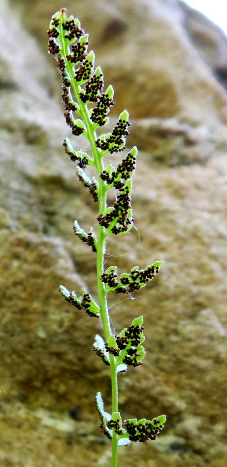 Image of Woodsia pinnatifida specimen.