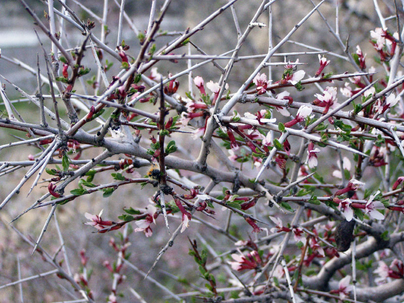 Изображение особи Amygdalus spinosissima.